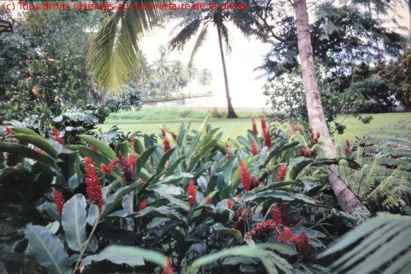 Tahiti1964 -P1100559-sap