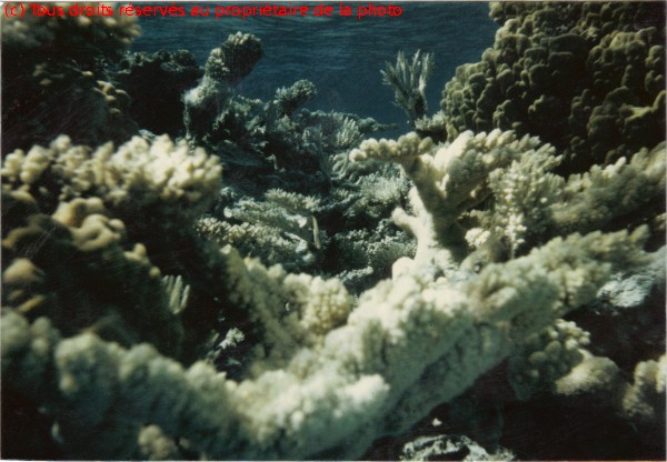 Gambier 1967, coraux motou Tarauru-Roa