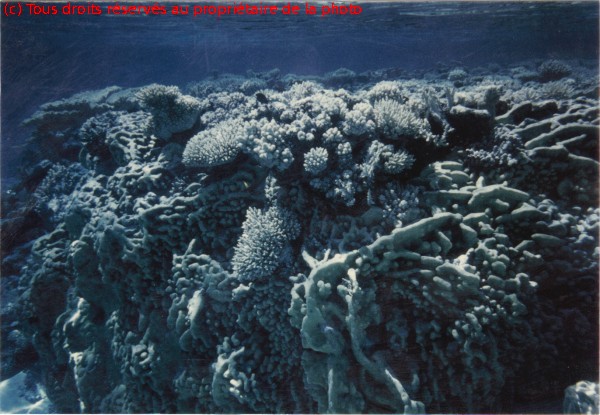 Gambier 1967, coraux motou des trois cocotiers, sud Totégégie